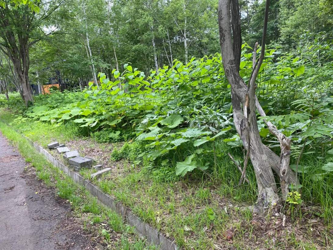 Royal Town Onse Land #1